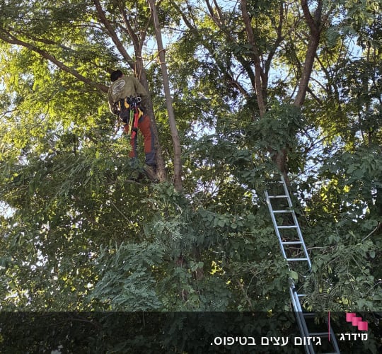 איש מקצוע רתום בציוד בטיחות מטפס על עץ גבוה לביצוע עבודת גיזום